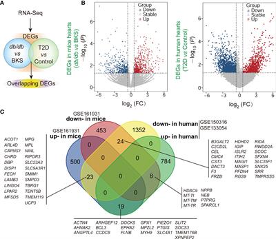 Identification of Crucial Genes and Key Functions in Type 2 Diabetic Hearts by Bioinformatic Analysis